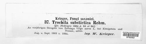 Trochila substictica image